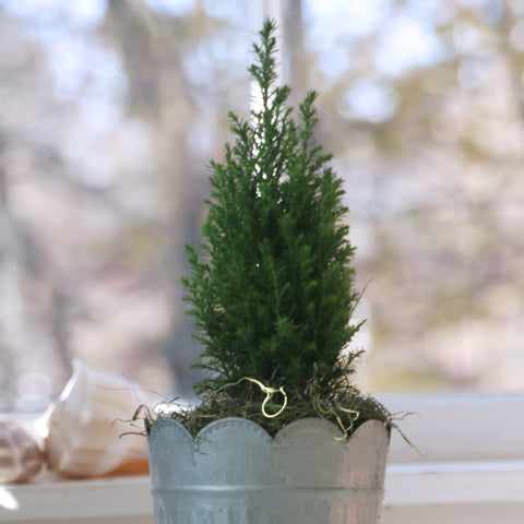 Mini Cypress Tree, live, fresh potted in galvanized, scalloped pot, moss topped