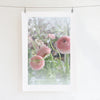 Pink Ranunculus and buds - Archival Art Print