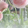 Pink Ranunculus and buds - Archival Art Print