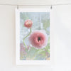 Pink Ranunculus Wavy Stem No.1 - Archival Art Print