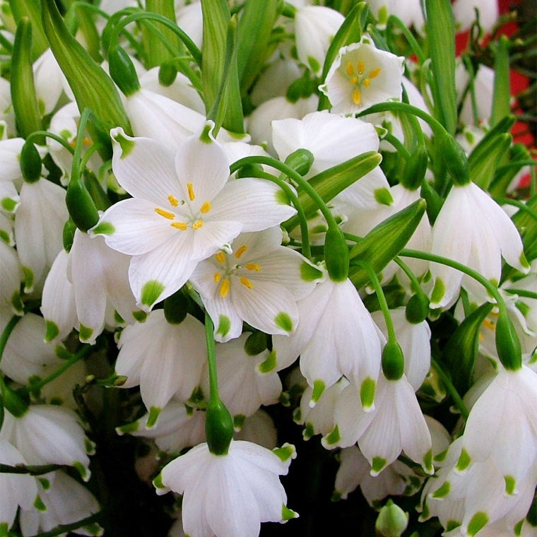 Leucojum Aestivum flowering bulbs- quantity of 6